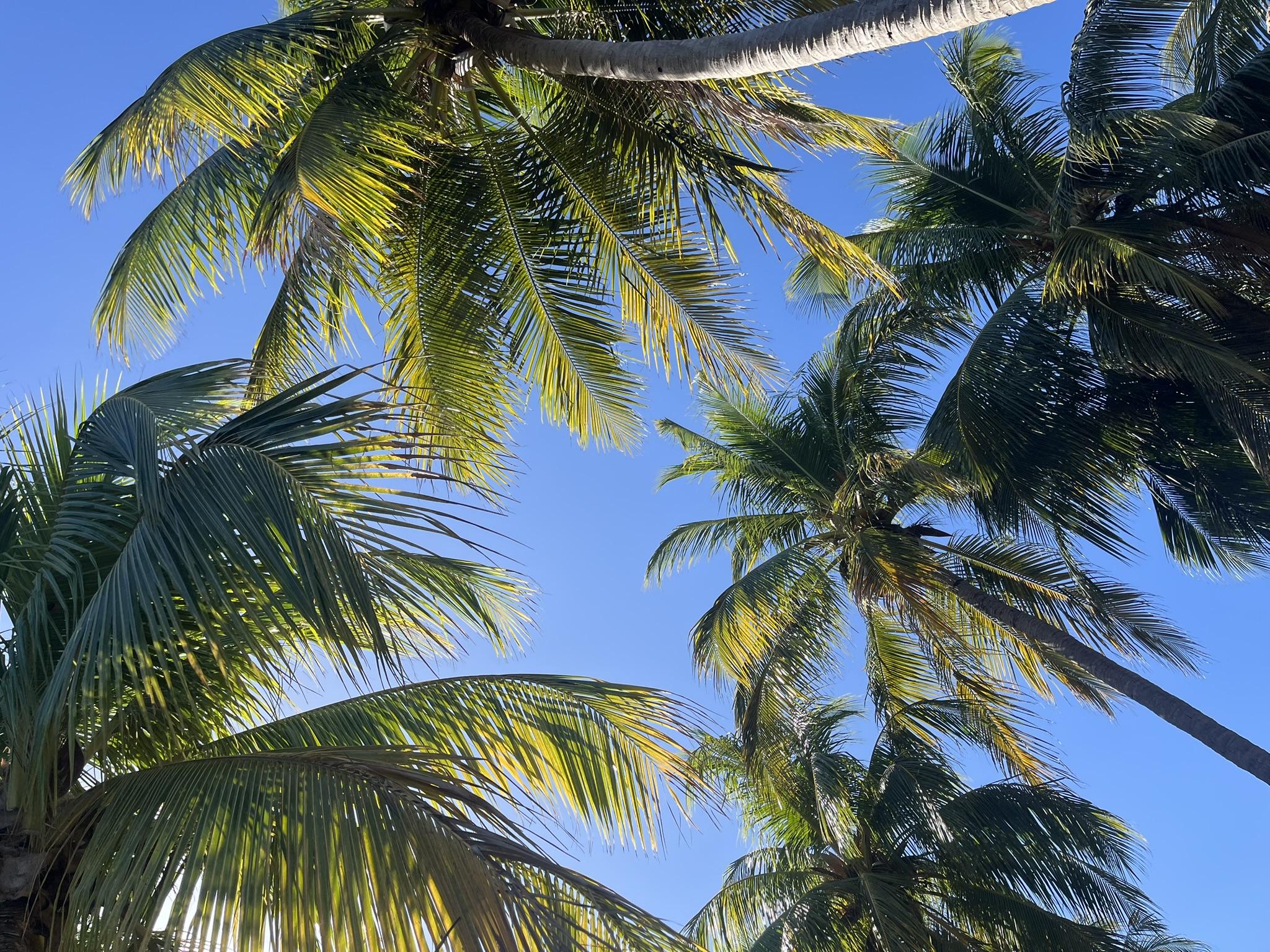 Playas del Coco 6