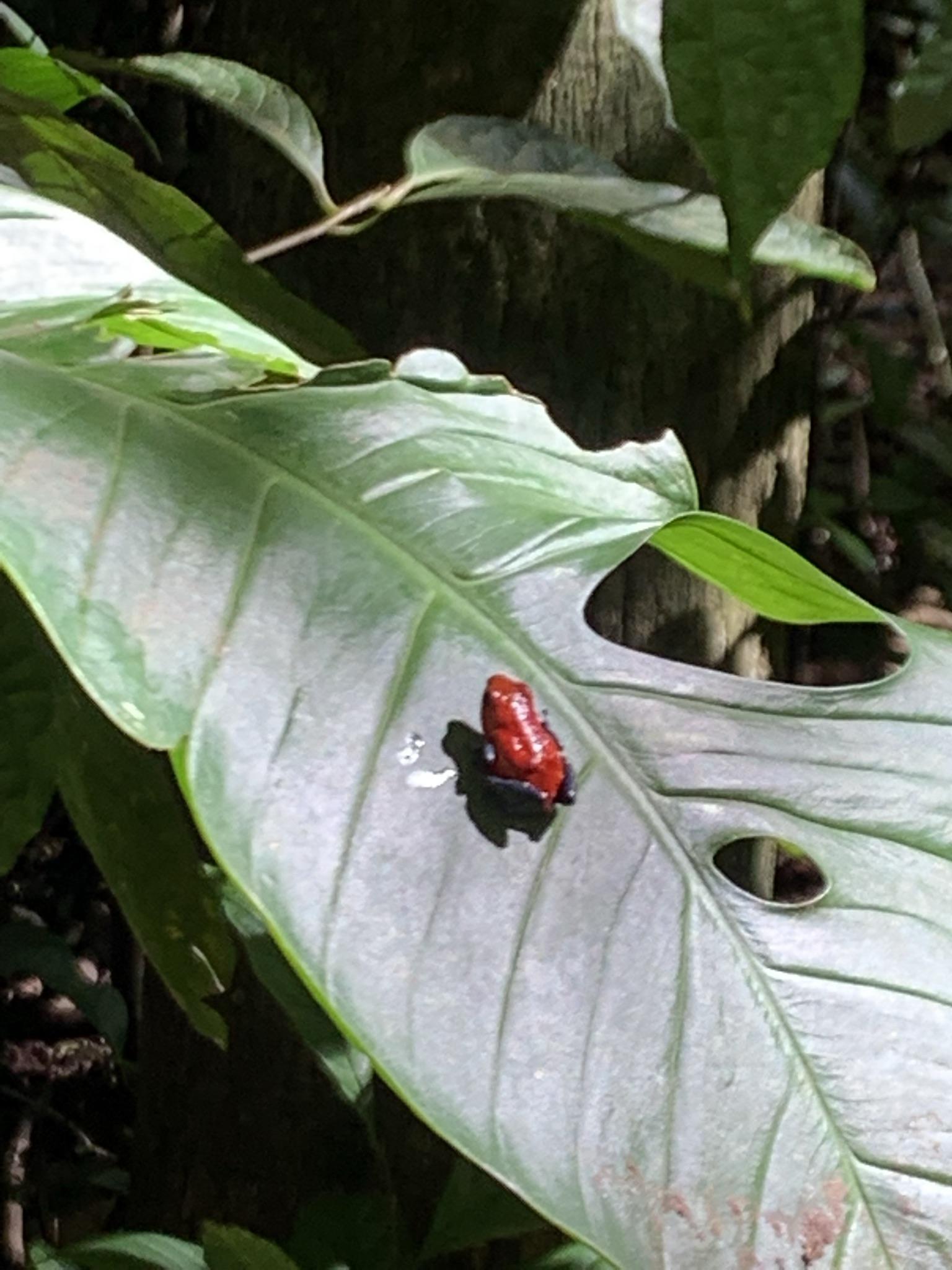 Pura Vida Moments 10