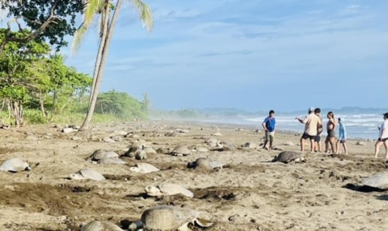 Ostional Turtle Arribada – An Unforgettable Costa Rica Experience